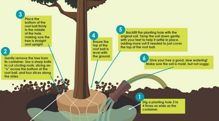Plant a tree this autumn