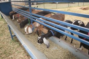 Goats at Latte Da Dairy in Flower Mound. (Photo by Helen’s Photography)