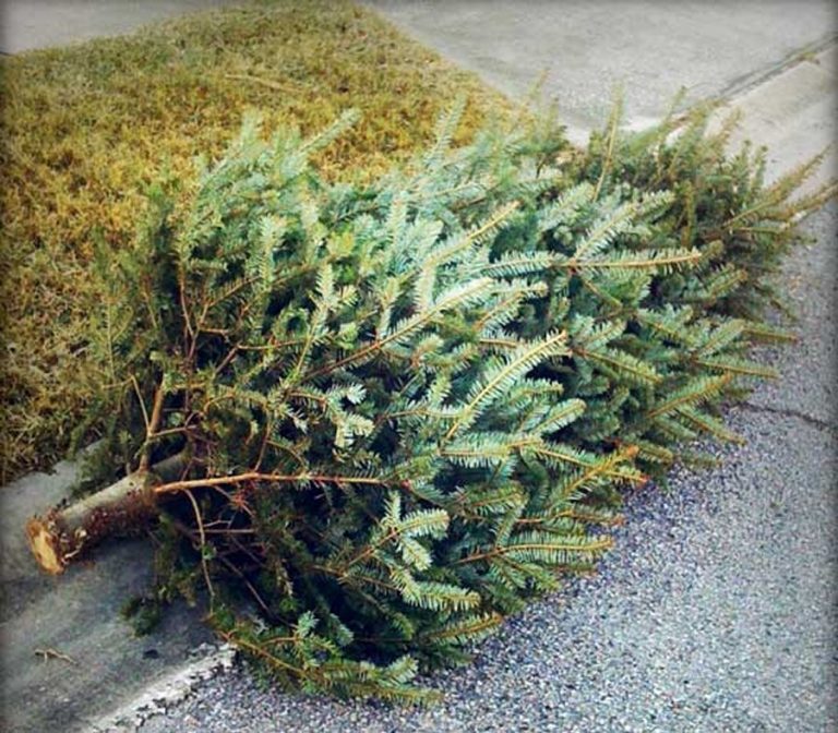 Flower Mound offering free Christmas tree recycling