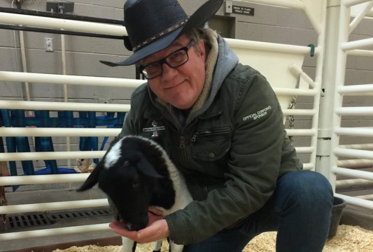 First-ever heart procedure on sheep successful