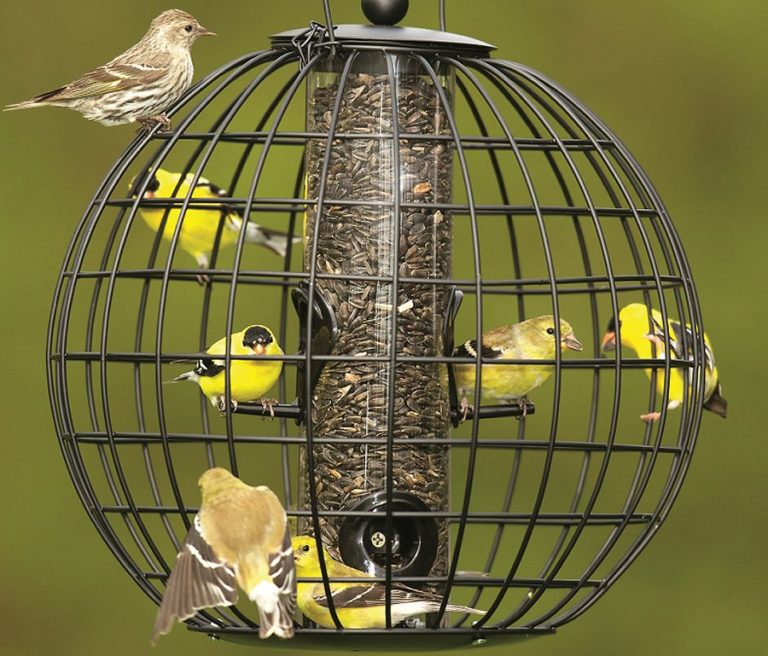 Bring in the birds for winter beauty and entertainment