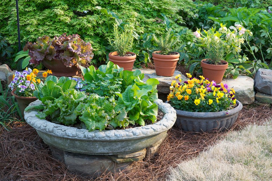 Gardening: Patio Container Vegetables - Cross Timbers Gazette, Southern  Denton County, Flower Mound