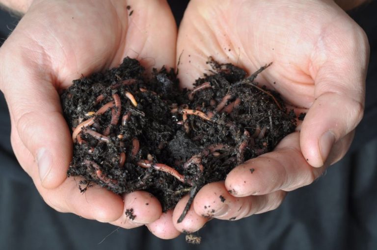 Gardening: Wormology 101