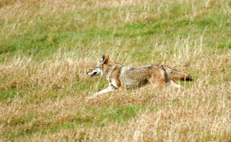 When dealing with urban wildlife, keep these in mind