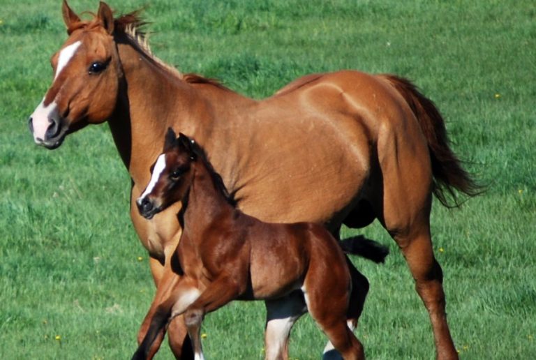 Red River Equine Summit: Lots of horse sense