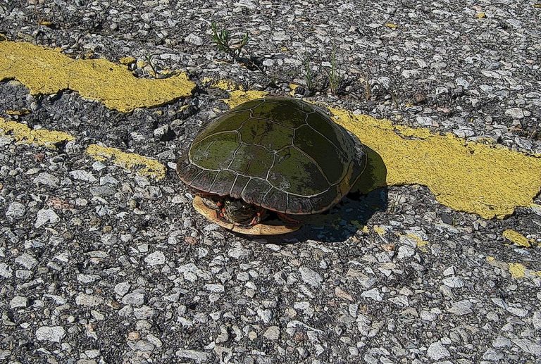 With more turtles on roads, Flower Mound offers tips