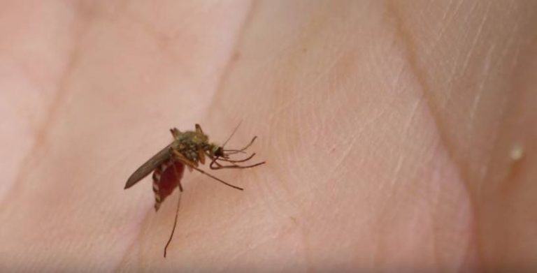 Denton County reports its seventh human case of West Nile Virus this year