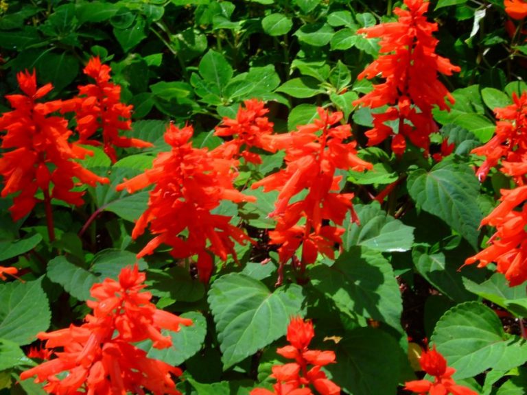 Gardening: Grow your own salvias