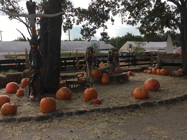 Pumpkin patch future uncertain