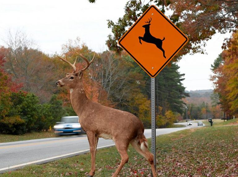 Watch out for deer on or near the road, Flower Mound police warn