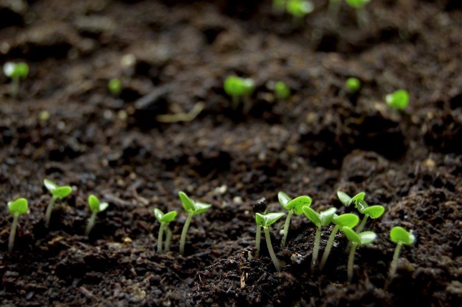 Gardening: The Scoop on Manures - Cross Timbers Gazette | Southern Denton County | Flower Mound | News Gardening: The Scoop on Manures - Cross Timbers Gazette | Southern Denton County | Flower Mound | News