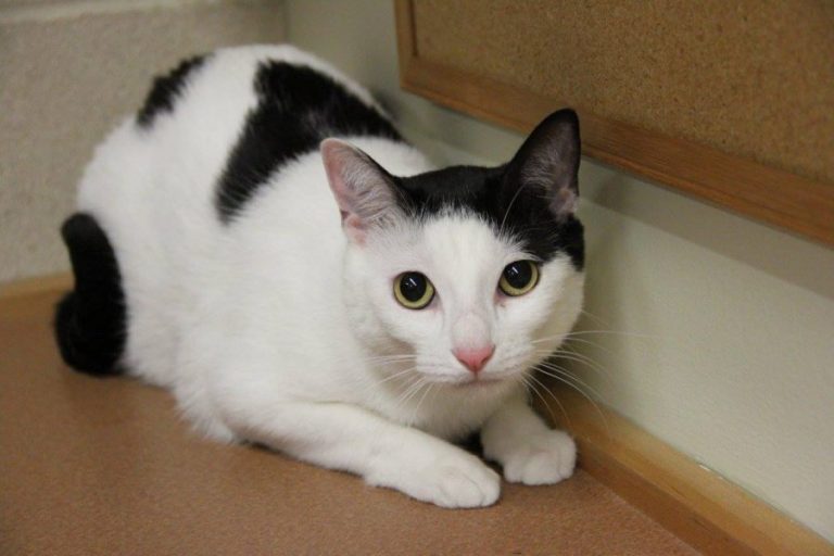 Facebook an important tool for the Flower Mound Animal Shelter