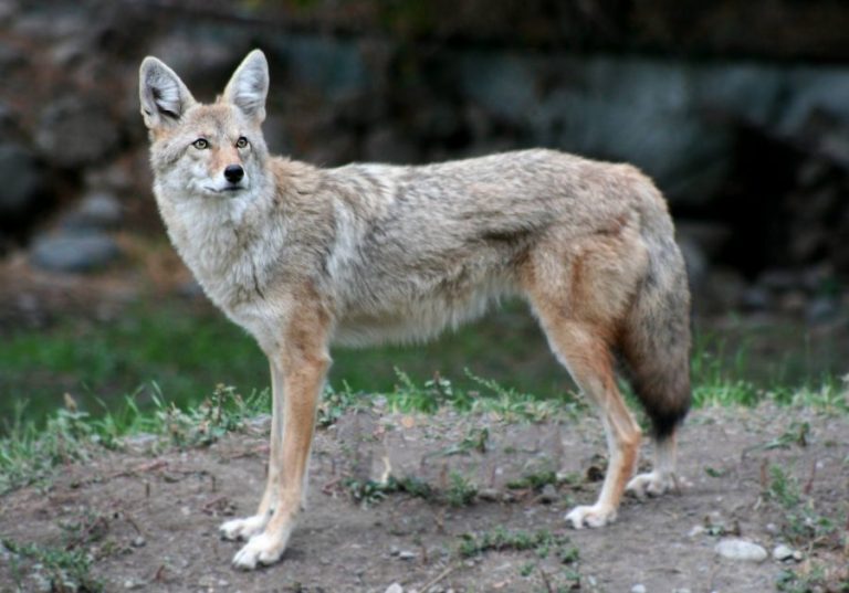 Flower Mound offers tips for deterring coyotes from your yard