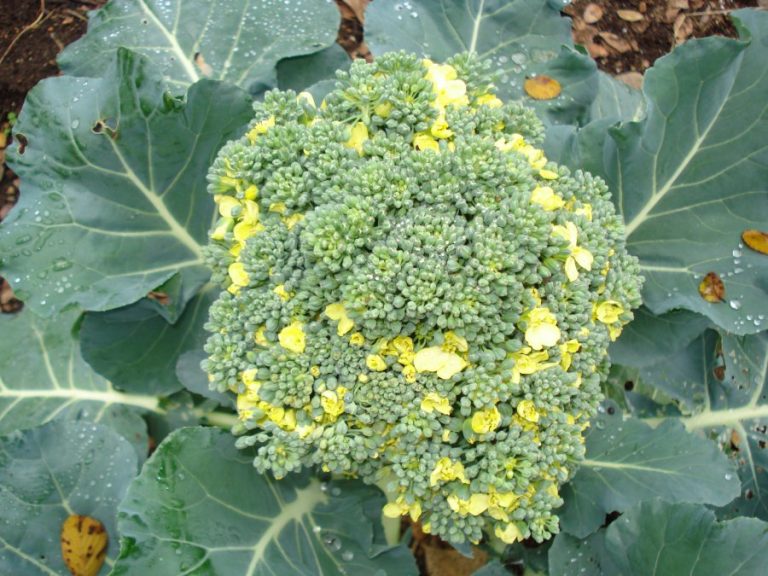 Gardening: Bodacious Broccoli