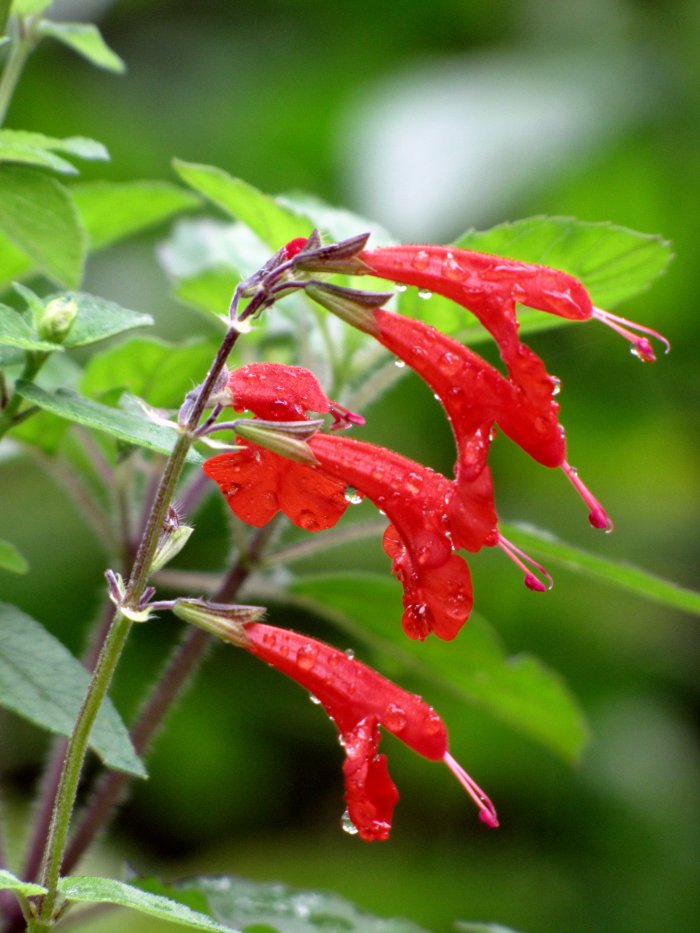 Gardening: Perennial Native Texans