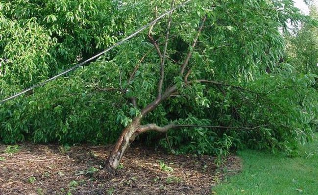 Tree first aid after a storm