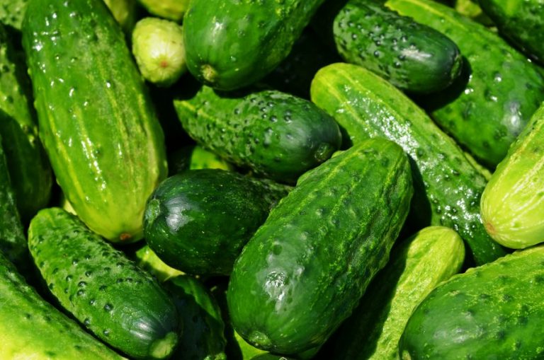 Gardening: Cool Cukes