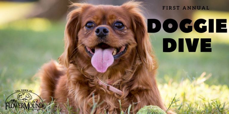 Flower Mound announces first Doggie Dive