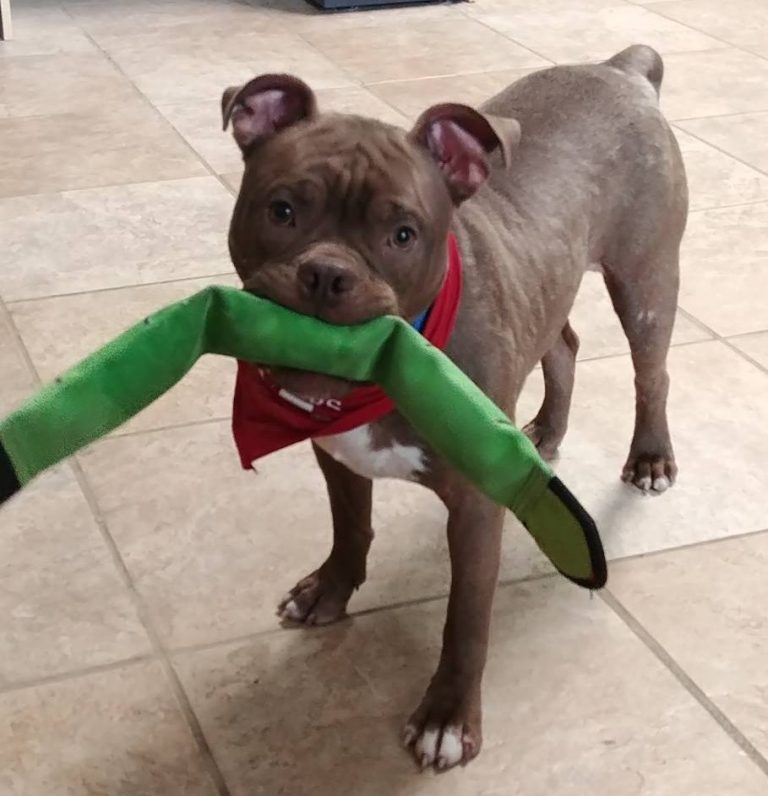 Clear the Shelters: 28 pets adopted from Flower Mound shelter