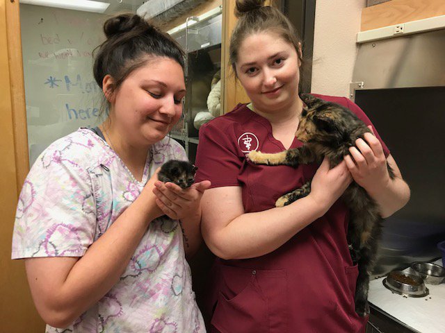 Community works to rescue feline family