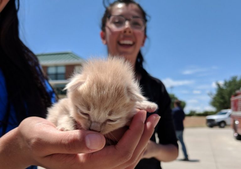 Community rallies to rescue kittens stuck in storm drain