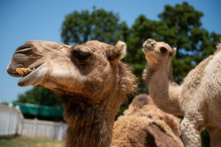 Local ranch offers safari in suburbia