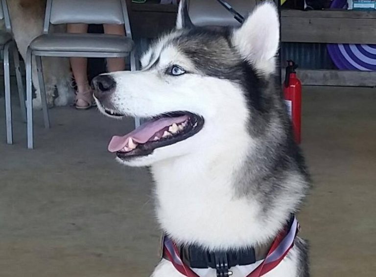 Denton Dog Days turns 25