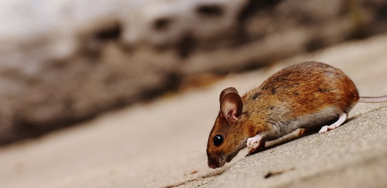 Flower Mound offers tips for a rodent-free home and yard