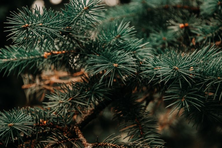 Oh, Christmas Tree! Tips for growing your own
