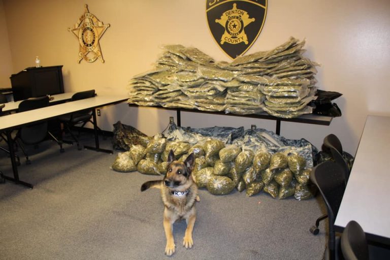 During traffic stop, DCSO uncovers 175 pounds of pot