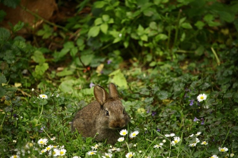 Flower Mound offers tips for residents who find baby rabbits