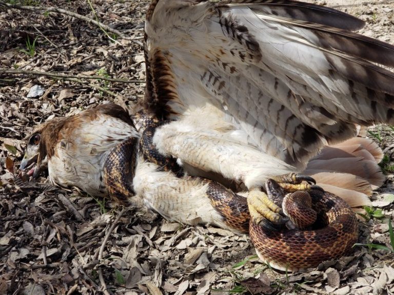Hawk, snake give local students a field trip they won’t soon forget
