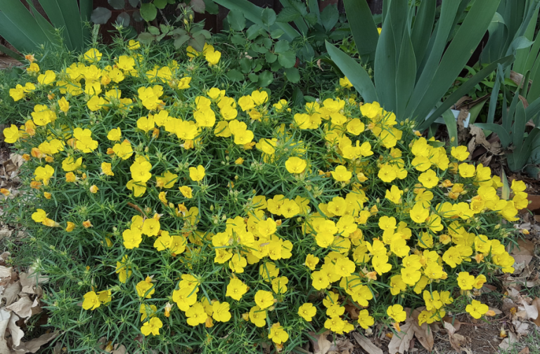 Why you should visit local plant sales this spring