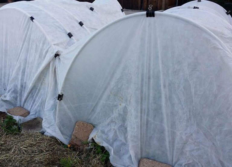 Get ready to fall in love with vegetable gardening, again