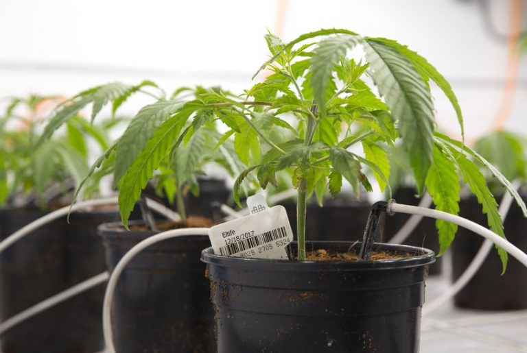 New state law casts doubt on local marijuana prosecution