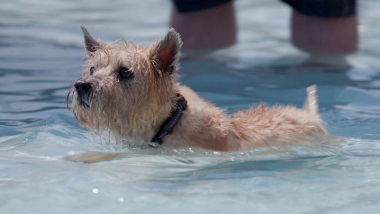 Second annual Doggie Dive set for next weekend in Flower Mound