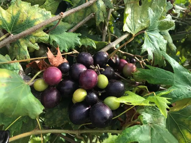 Backyard Grape Growing: A Sweet Reward - Cross Timbers Gazette