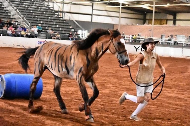 FFA students show horse sense by training wild mustangs