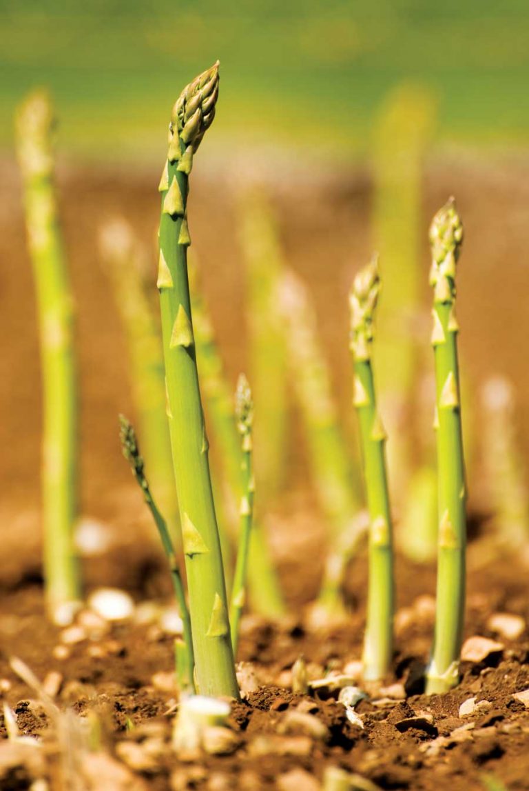 Gardening: Start an asparagus plot