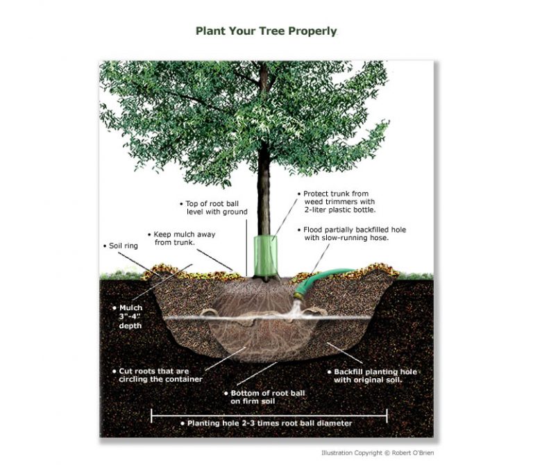 How to plant your tree properly