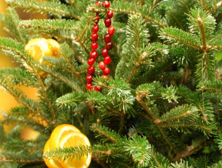 Give your Christmas tree a second life in the landscape
