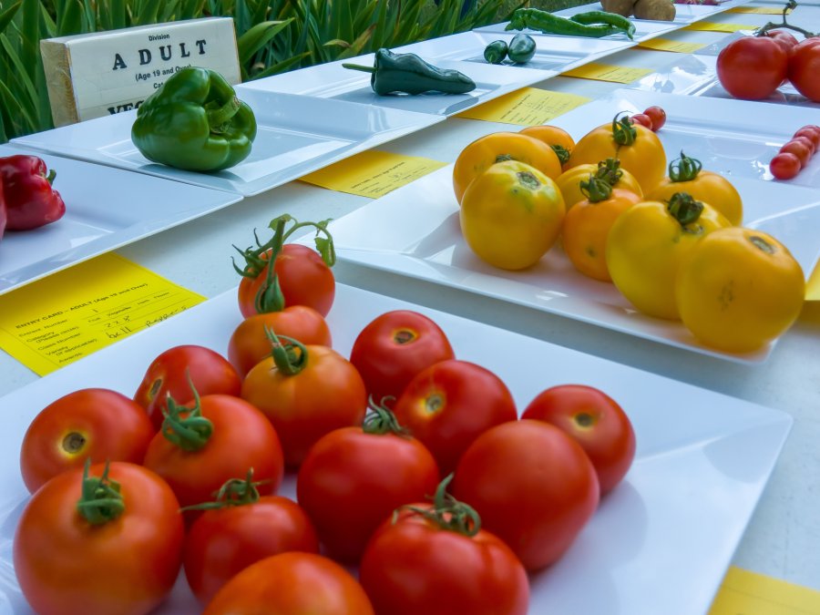 North Texas Spring Vegetable Gardening Cross Timbers Gazette