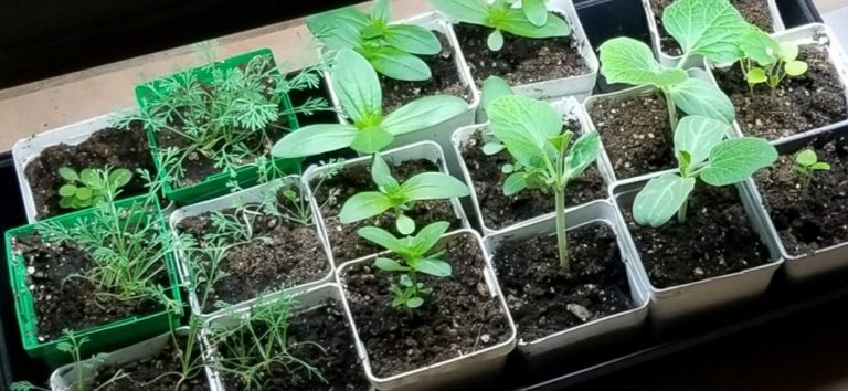 Seed-starting tips to get a head start in your garden