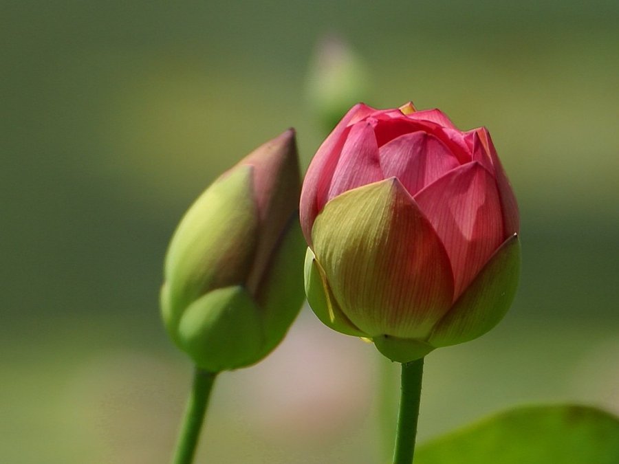 Gardening: Leaf and Flower Buds - Cross Timbers Gazette, Southern Denton  County, Flower Mound