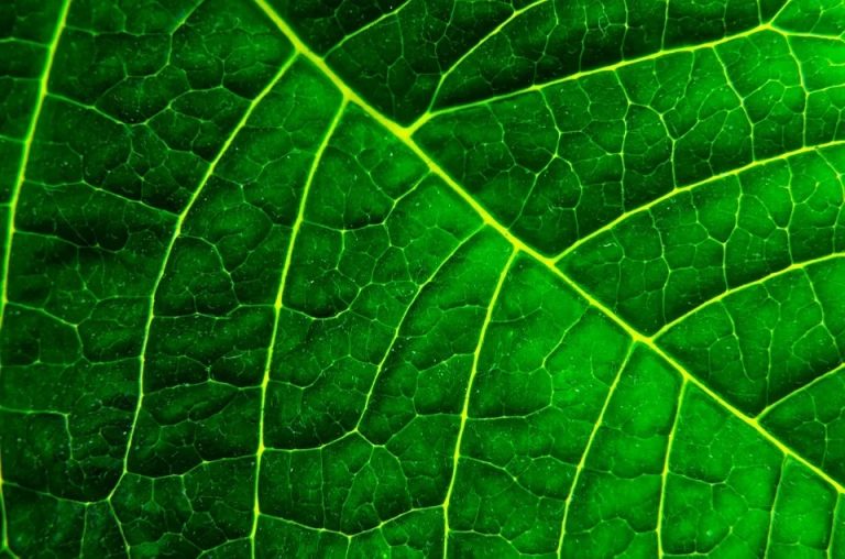 Gardening: Photosynthesis – let there be light