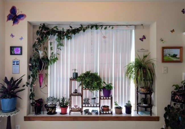 Denton County AgriLife: Houseplant Secrets - Cross Timbers Gazette 
