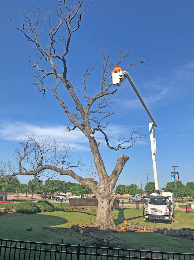 Pecan tree wood now available for Flower Mound woodworkers