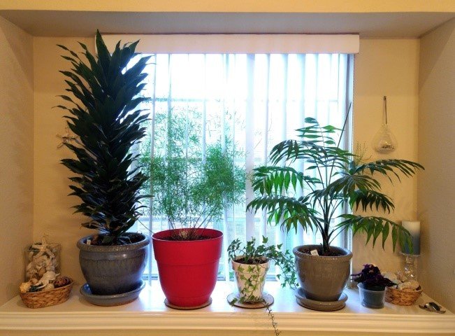 Houseplants 101: Turn your brown thumb into a green thumb