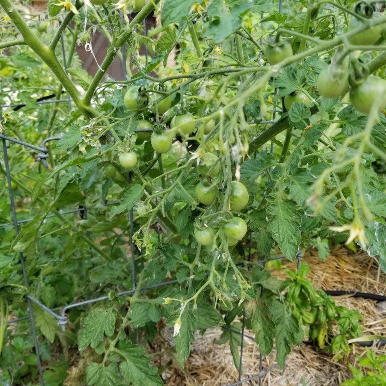 Gardening: How water moves inside plants