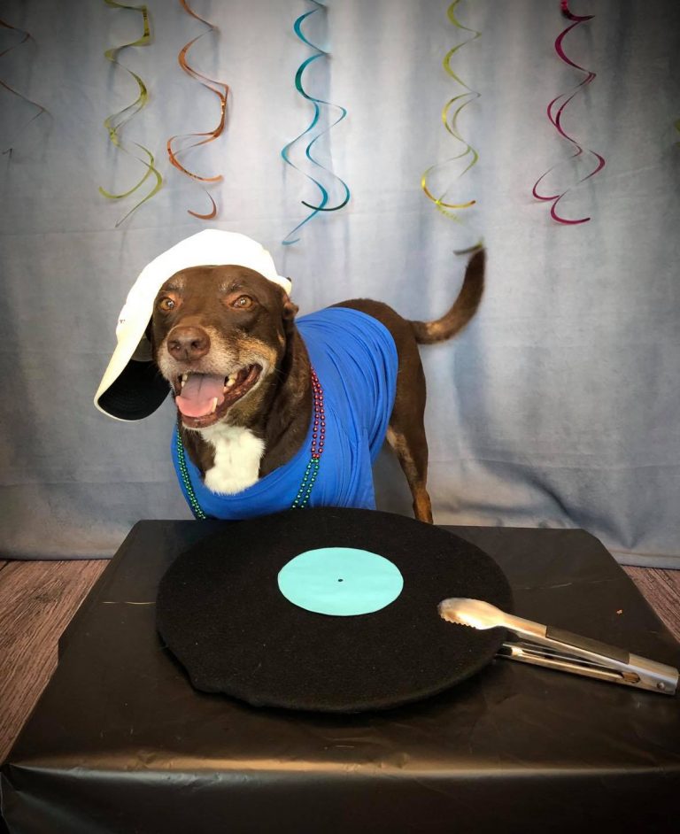 Local animal centers hope to Clear the Shelters